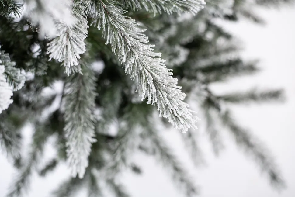 Evergreen Weihnachtsbaum Sherwood Fichte 180 cm