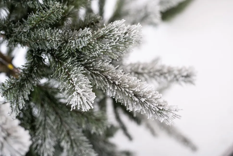 Evergreen Weihnachtsbaum Sherwood Fichte 180 cm