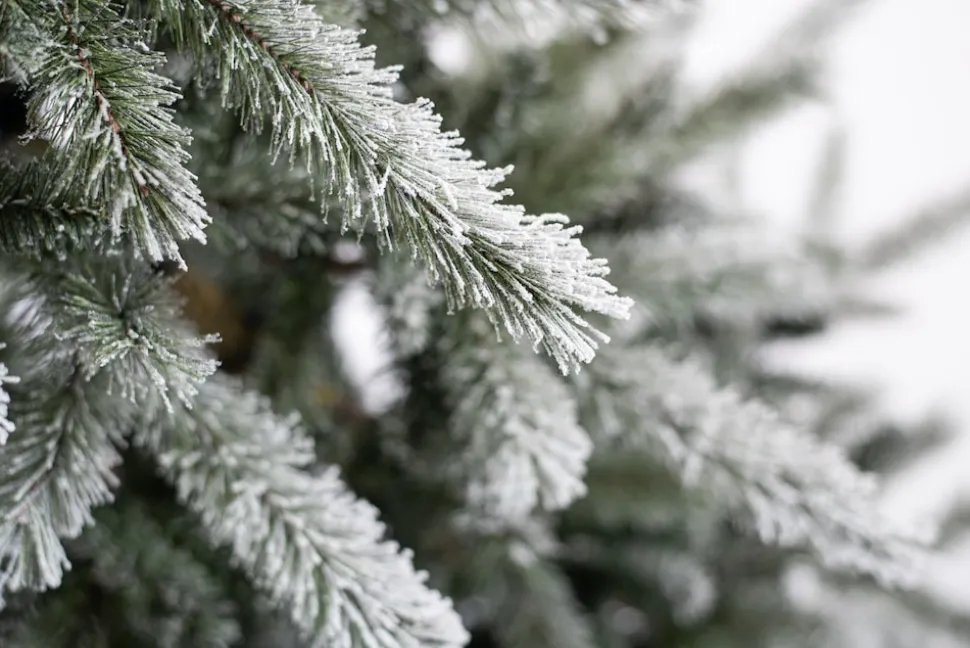 Evergreen Weihnachtsbaum Sherwood Fichte 180 cm
