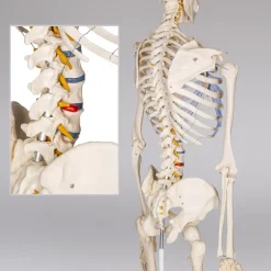 tectake® Skelett, lebensgroß und detailgetreu, farblich markierte Bereiche, inklusive Anatomieposter