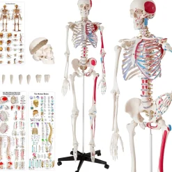 tectake® Skelett, lebensgroß und detailgetreu, farblich markierte Bereiche sowie Muskel- und Knochennummerierung, inklusive Anatomieposter