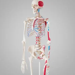 tectake® Skelett, lebensgroß und detailgetreu, farblich markierte Bereiche sowie Muskel- und Knochennummerierung, inklusive Anatomieposter