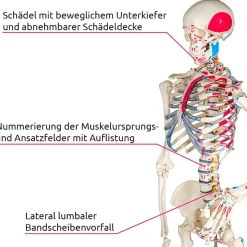 tectake® Skelett, lebensgroß und detailgetreu, farblich markierte Bereiche sowie Muskelnummerierung, inklusive Anatomieposter