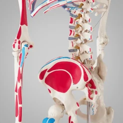 tectake® Skelett, lebensgroß und detailgetreu, farblich markierte Bereiche sowie Muskelnummerierung, inklusive Anatomieposter
